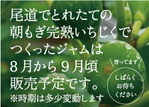 尾道でとれたての朝もぎ完熟いちじくでつくったジャムは8月から9月頃販売予定です。※時期は多少変動します