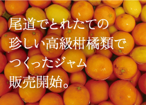 瀬戸内尾道で取れた珍しい柑橘類でつくったジャム販売開始