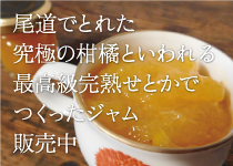 瀬戸内尾道で取れた究極の柑橘と言われる最高級せとかでつくったジャム販売中