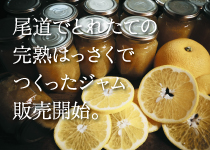 瀬戸内尾道でとれたはっさくでつくったレッカーバロン特製　旬のはっさくと完熟レモンのジャム　販売開始（瀬戸内ブランド登録商品）