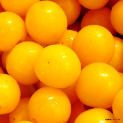 旬のミラベルと完熟レモンのジャム