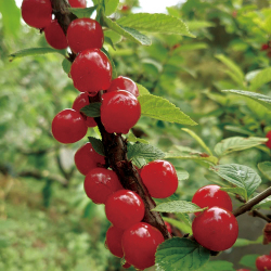 ゆすらうめの実