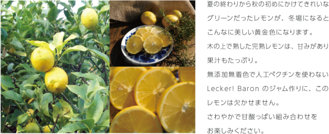 LB_sozai_lemon01-3.png