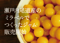 旬のミラベルと完熟レモンのジャム販売開始
